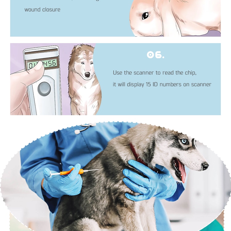 Grafic cu pas care arată un scaner care citește numărul de identificare al microcipului animalului RFID implantat după injecția veterinară.